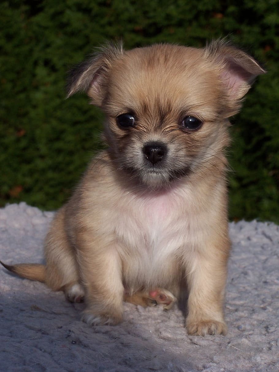 close, small, coated, brown, puppy, close up, animals, dogs, puppies, chihuahua