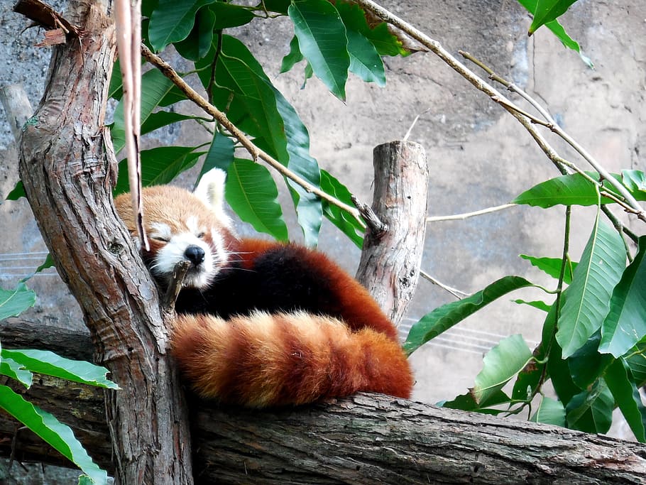 guaxinim, sentado, tronco de árvore, panda vermelho, bonito, panda vermelho bonito, panda, vermelho, animal, animais selvagens