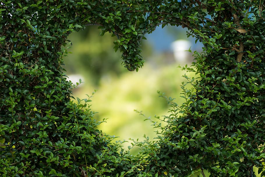 berbentuk hati, hijau, daun, tanaman, jantung, herzchen, cinta, romansa, keberuntungan, hari valentine