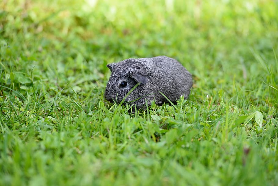 guinea pig, smooth hair, silver, black and white agouti, young animal, grass, meadow, nature, nager, rodent