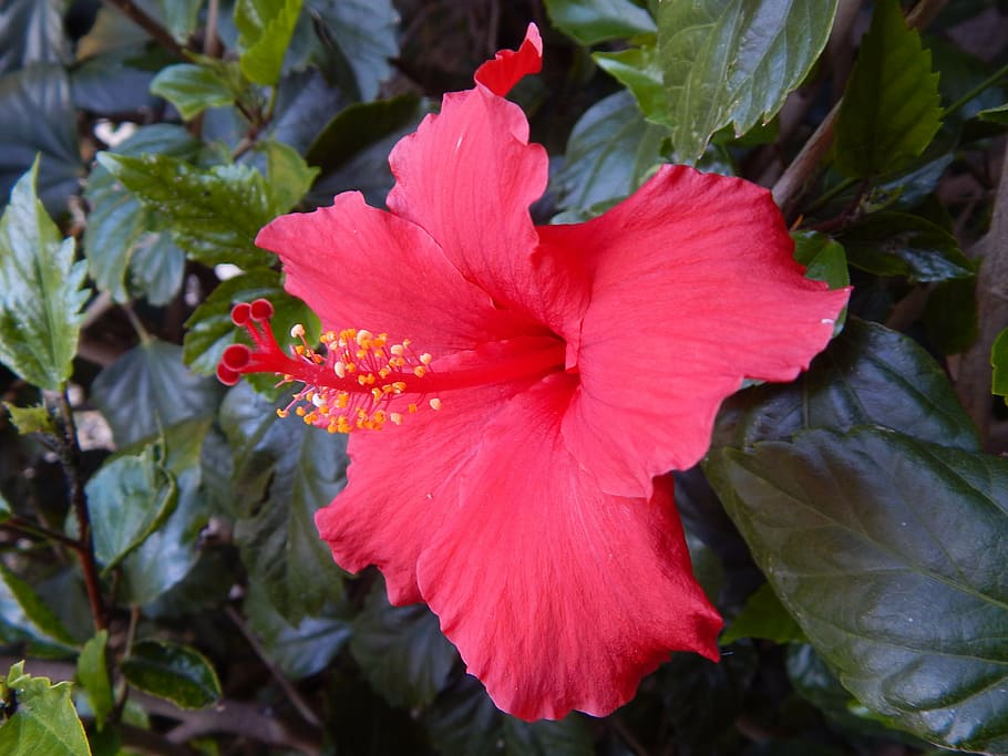 flower, hibiscus, red, green, blossom, blooming, plant, flora, petals, flowering plant