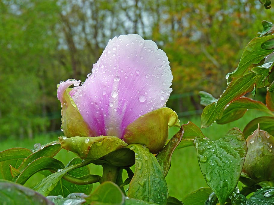 Flower, Peony, Pink, Hatching, Button, drop water, nature, leaf, plant, green color