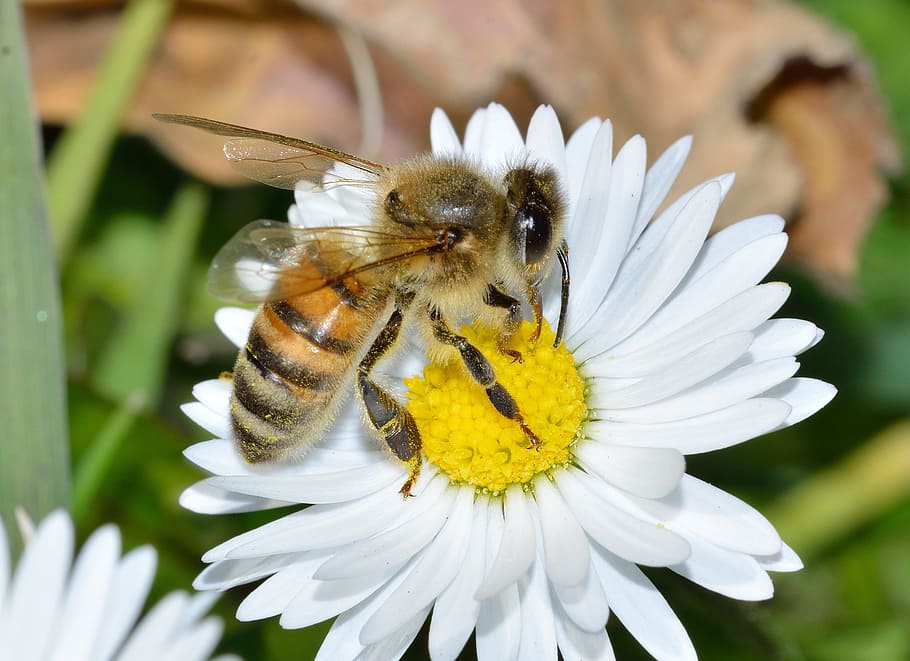 自然, 昆虫, Api, Mellifera, 蜂, 花, 受粉, 花粉, マクロ, クローズアップ