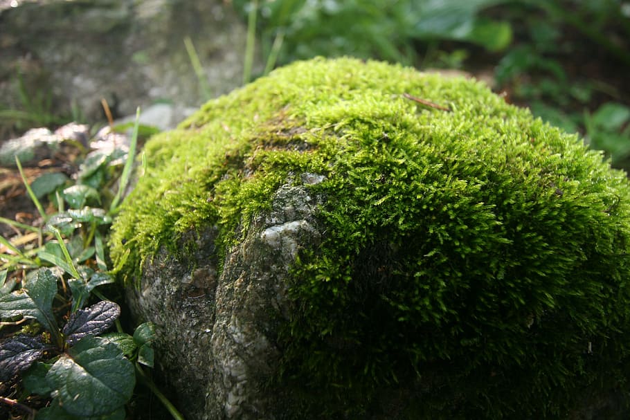 mossy rock, spring, green, water, moss, wet, stone, wild, mossy, outdoor