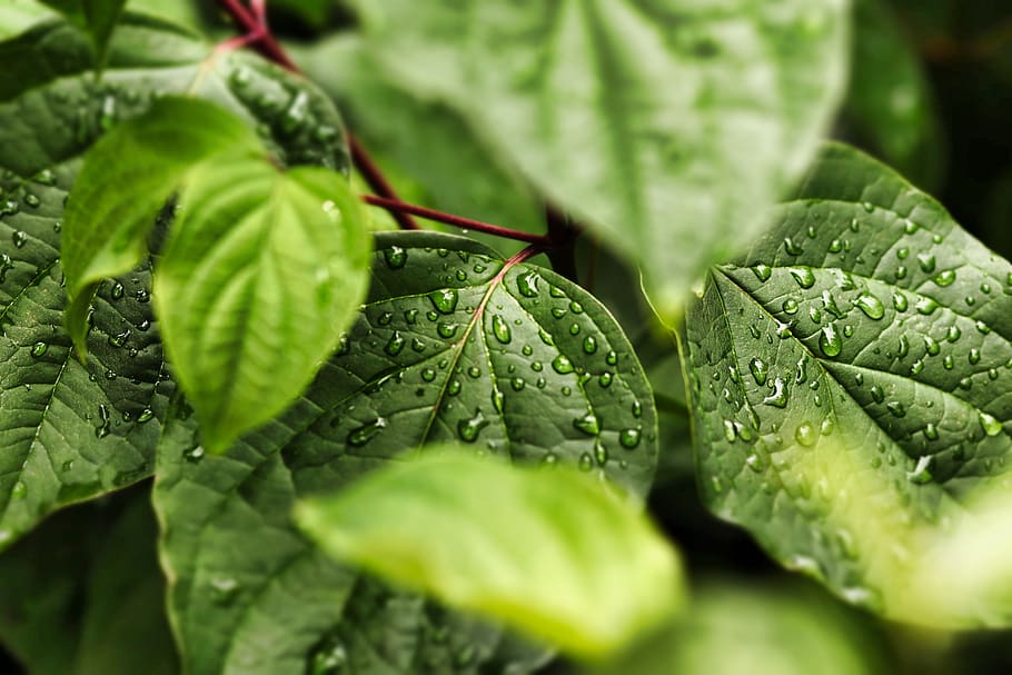 leaves, drip, nature, leaf, water, rain, plant, raindrop, green, dew