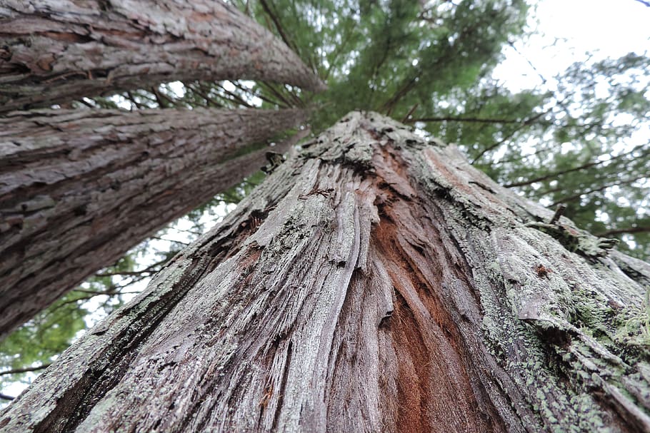 redwood, tall, trees, outdoor, wilderness, tree, plant, textured, tree trunk, trunk