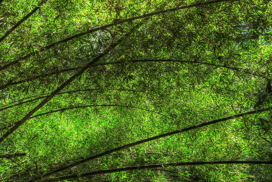 Bambu, Folhas, Verdura, verde, pacífica, tranquila, natureza, bosque, cor verde, folha