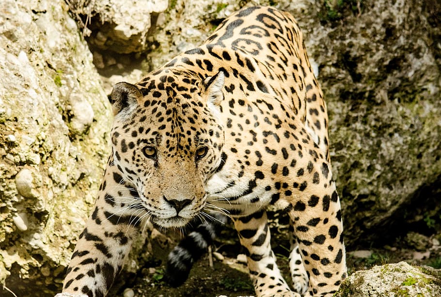 close-up photography, leopard, daytime, jaguar, cat, big cat, wildcat, zoo, tiergarten, dangerous