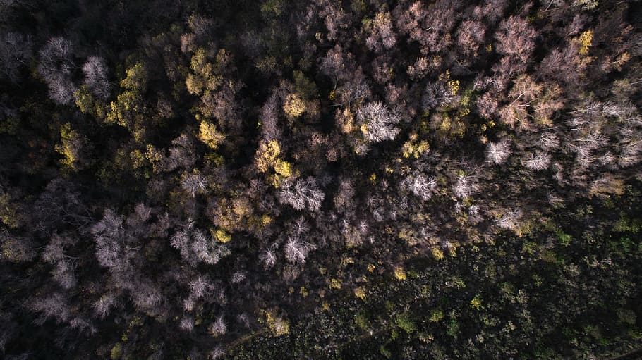 aerial, view, forest range, gray, yellow, flowers, trees, plant, nature, fall