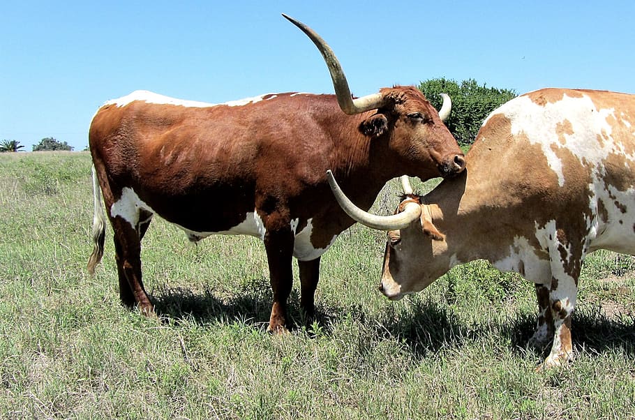 longhorn, cattle, bull, beef, oxen, cow, meadow, farm, browse, animals