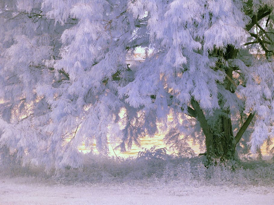 tree, covered, snow, infrared, foliage, plant, growth, cold temperature, nature, winter