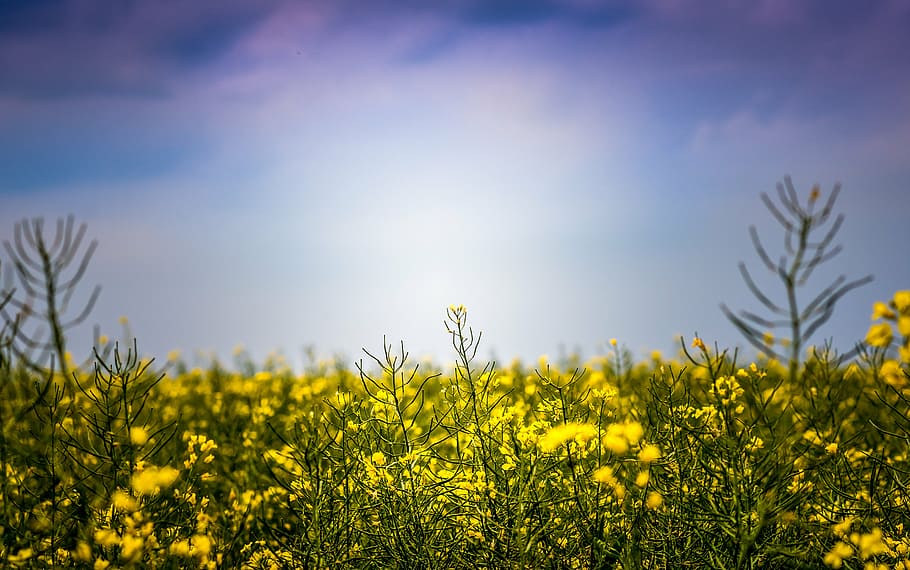 field, yellow, flowers, flower, blue, sky, nature, plants, farm, garden