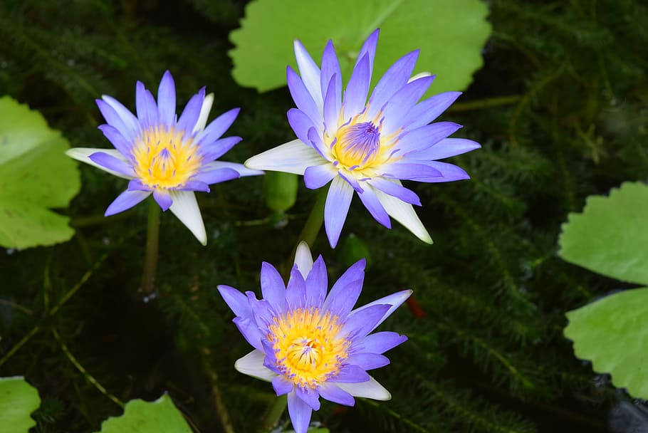 water lily, flower, nymphaea, flowering plant, plant, vulnerability, fragility, freshness, beauty in nature, growth