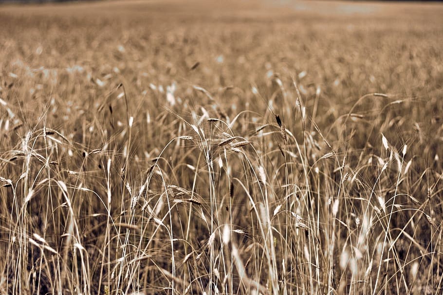 France, Wheat Field, southern france, in wheat field, agriculture, wheat, field, nature, cereal Plant, crop