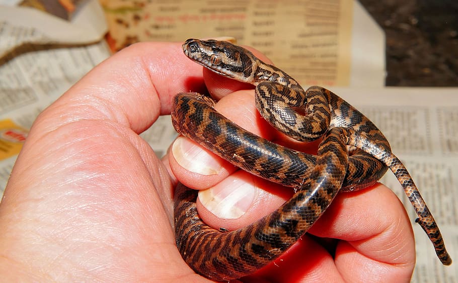 person, holding, brown, black, snake, baby snake, carpet python, 1 day old, freshly hatched, breeding