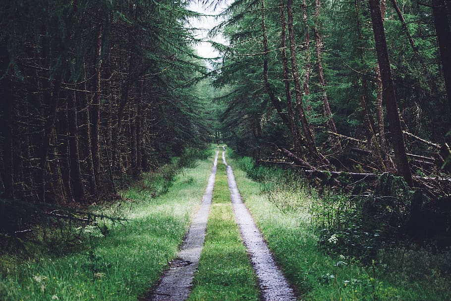 nature, outdoor, green, grass, forest, trees, plant, road, path, sky