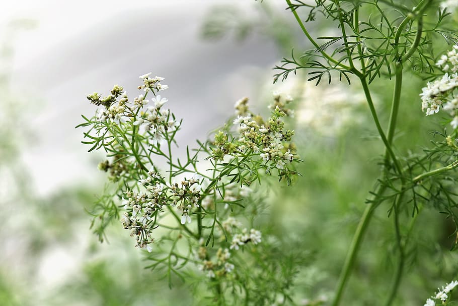 selective, focus photo, white, flowers, Coriander, Herb, Spice, Bee, Animal, mediterranean