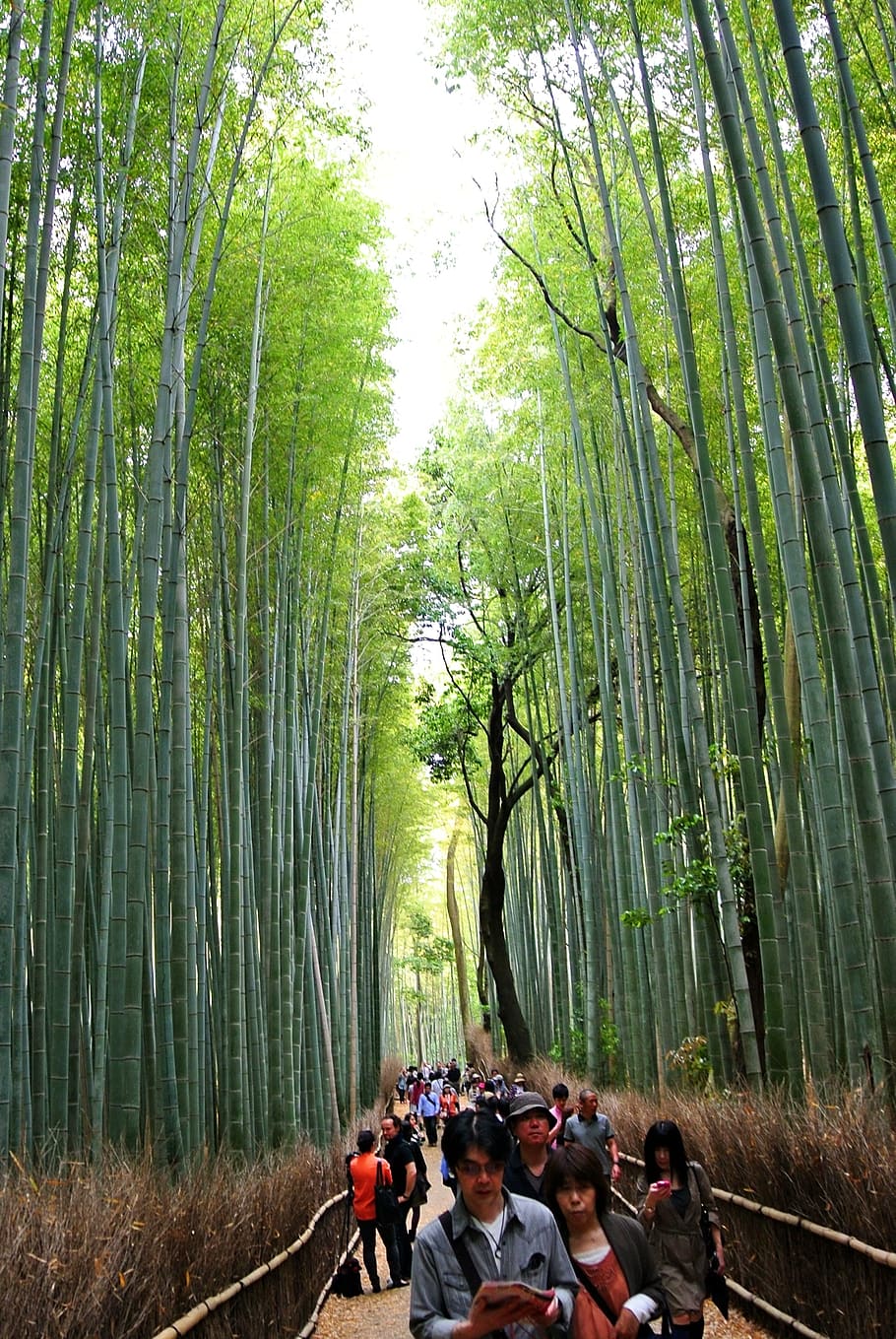 bamboo forest, sagano, forest, kyoto, arashiyama, bamboo, grove, tree, plant, bamboo - plant