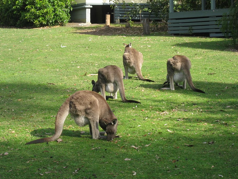 Cangurus, australiano, nativo, vida selvagem, marsupial, lúpulo, grama, temas de animais, animal, vida selvagem animal