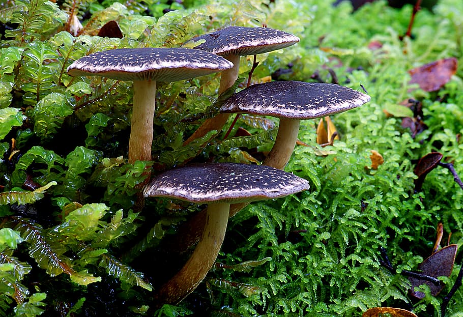 Hypholoma, black and brown mushrooms, mushroom, fungus, vegetable, growth, plant, food, nature, toadstool