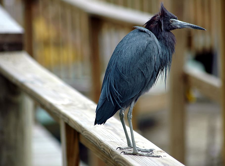blue egret, avian, bird, wildlife, egret, nature, blue, wild, animal, heron