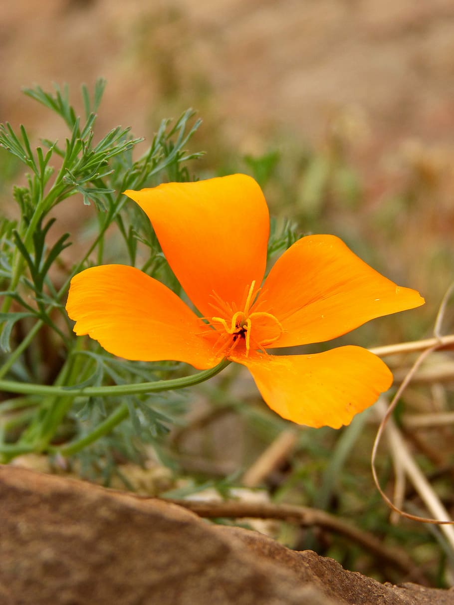 california poppy, flower, yellow, plant, flowering plant, freshness, beauty in nature, petal, fragility, vulnerability