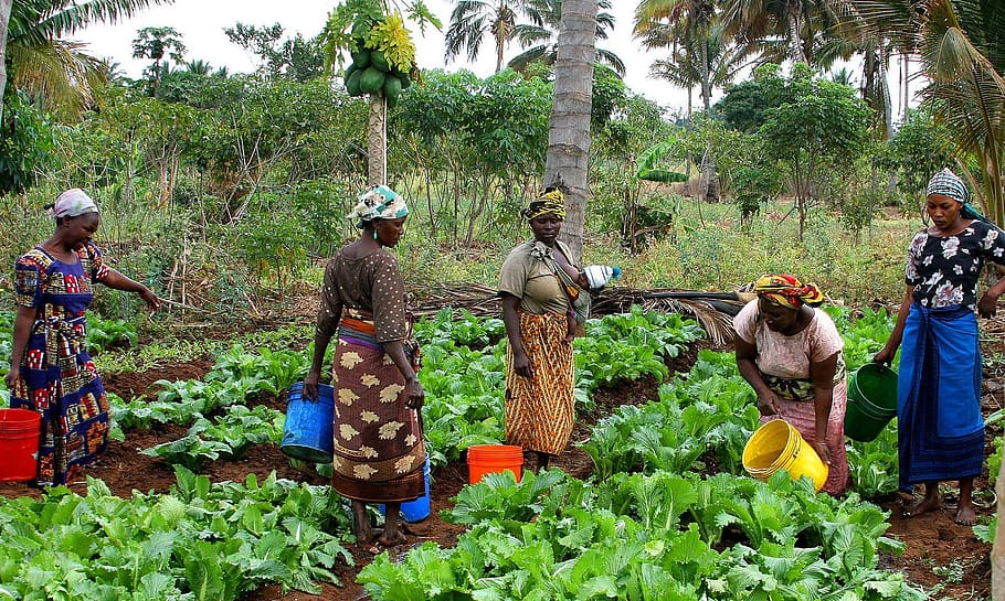 grupo, plantación, verduras, Maza, Tanzania, mujeres, campo, trabajando, jardín, granja