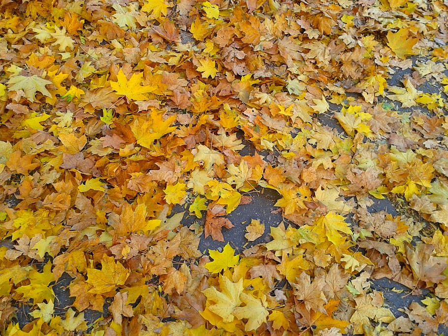 follaje, otoño, otoño de oro, hojas amarillas, oro, parte de la planta, hoja, amarillo, cambio, fondos