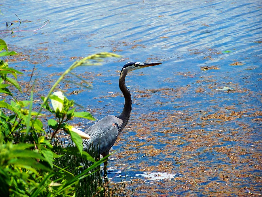lake, reflection, sky, clouds, water, outdoors, nature, eco system, living things, blue heron
