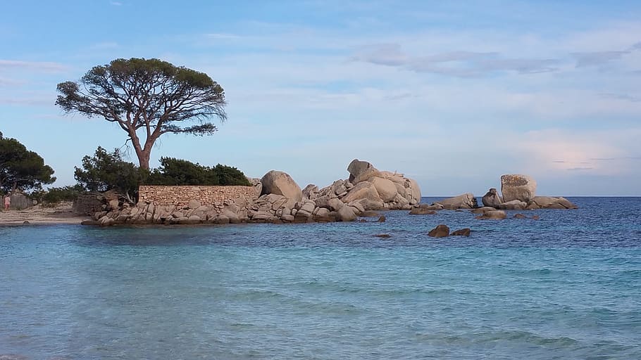Pine, Beach, Corsican, pine, beach, water, nature, sky, waterfront, beauty in nature, outdoors