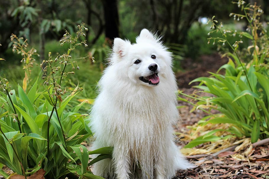 white, american eskimo dog, dog, puppy, spitz, love, cute, baby, cream, animal