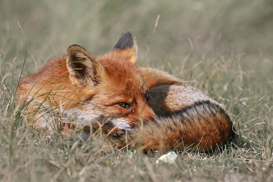 fox, red fox, nature, wildlife, wild, animal, predator, furry, outdoors, portrait