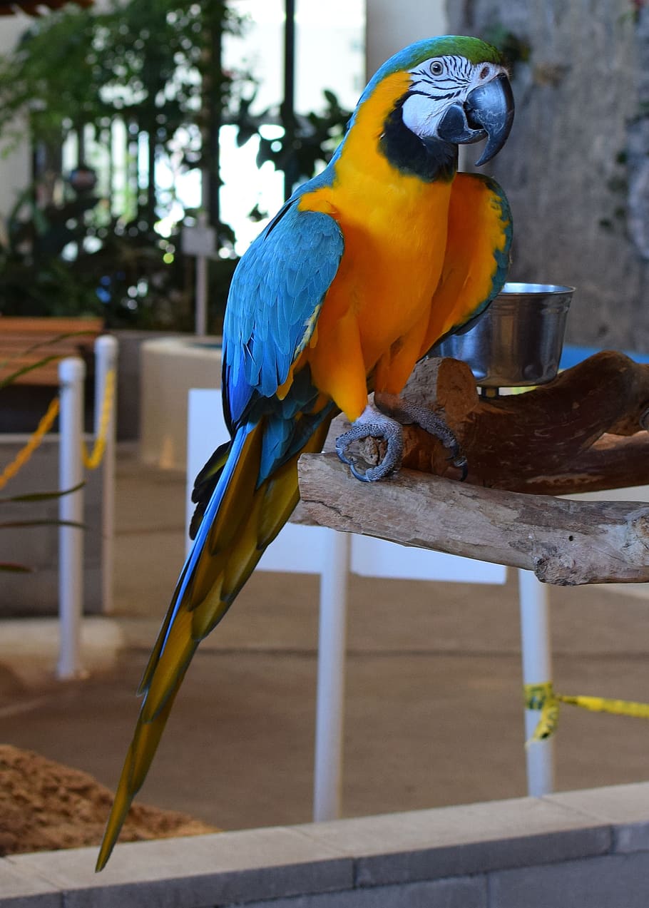 macaw, animal exhibit, bird, animal, bird exhibit, trained, aquarium, panama city beach, gulf of mexico, florida