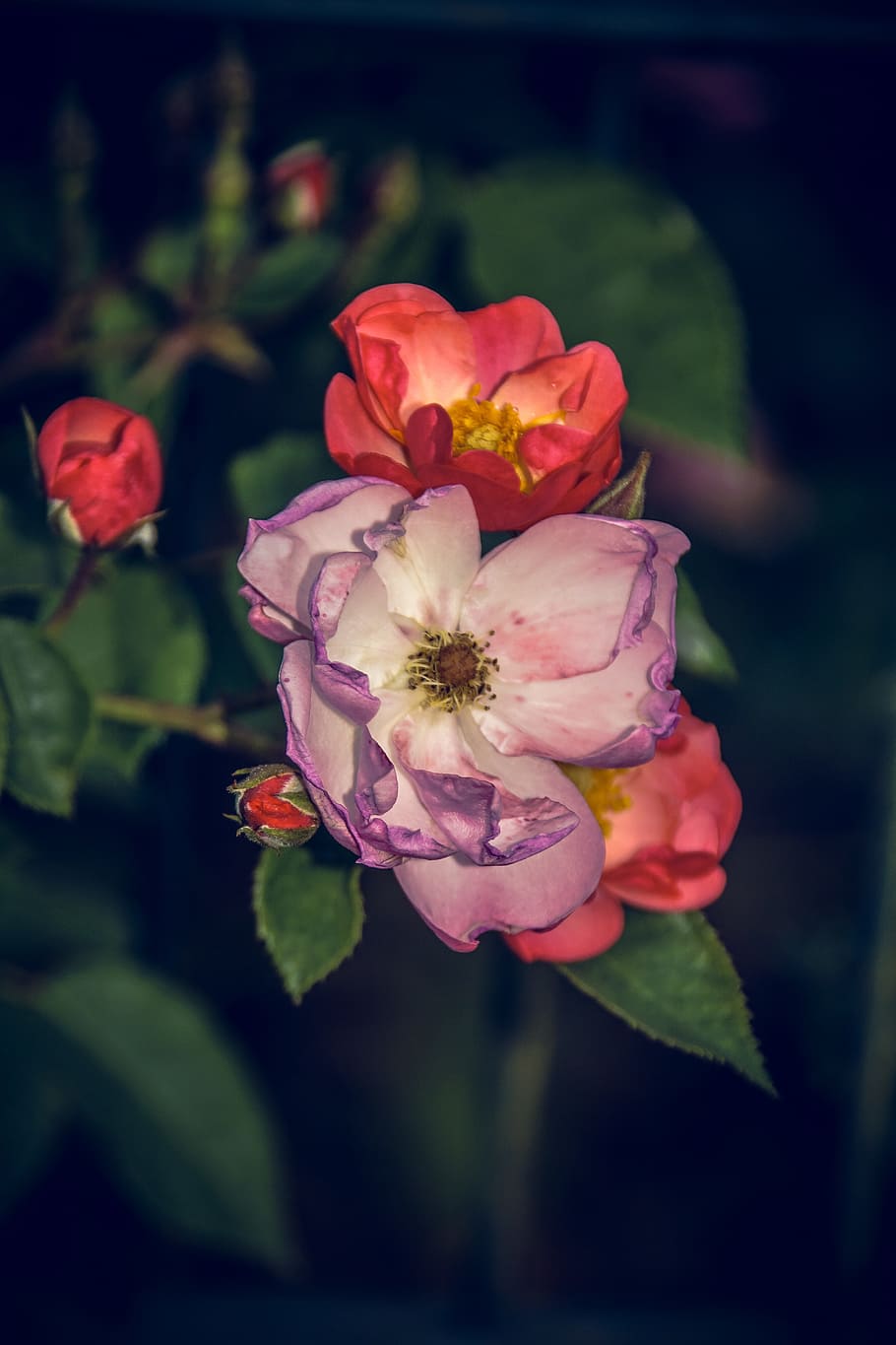 rose, blossom, bloom, close, rosaceae, velvet, flower stalk, plant, macro photography, nature