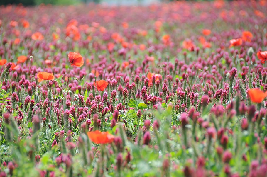 flower, clover, poppy, field, poppies, flowers, nature, pink, context, growth
