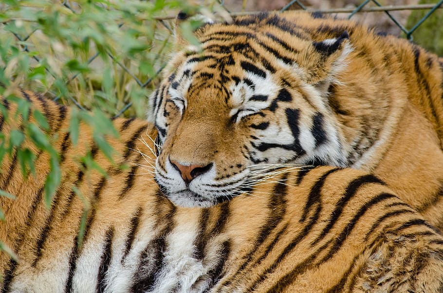 dois, tigres, adormecido, dia, felinos, animais selvagens, natureza, jardim zoológico, predadores, retrato
