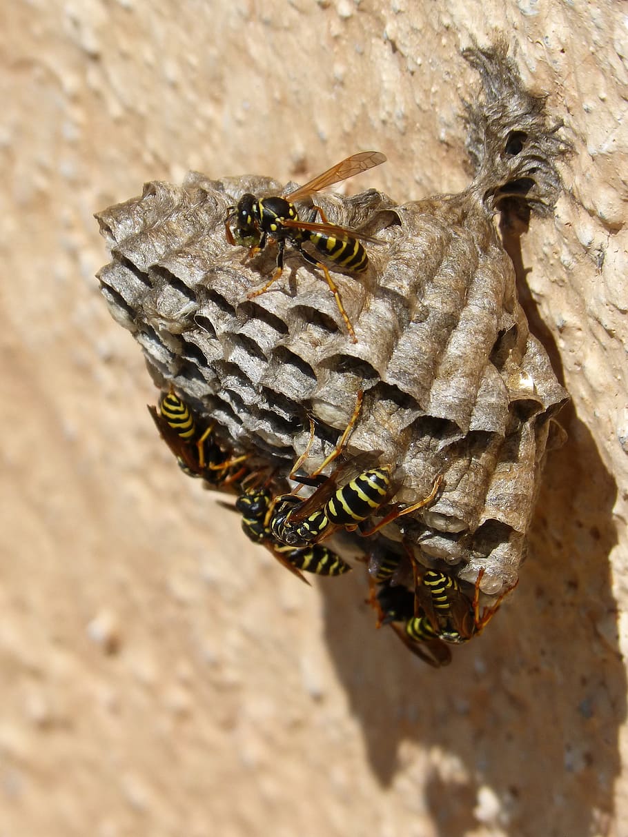 wasps' nest, wasps, plant architecture, plant geometry, cells, hexagon, animal themes, animals in the wild, animal, animal wildlife