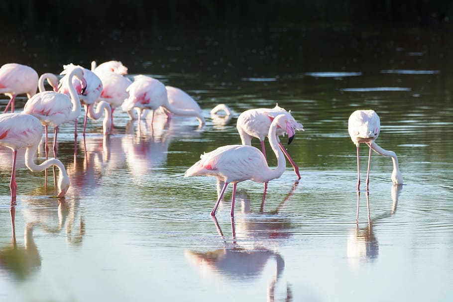 greater flamingos, flamingo, birds, pink, nature, water, animals, lake, flamingos, wildlife