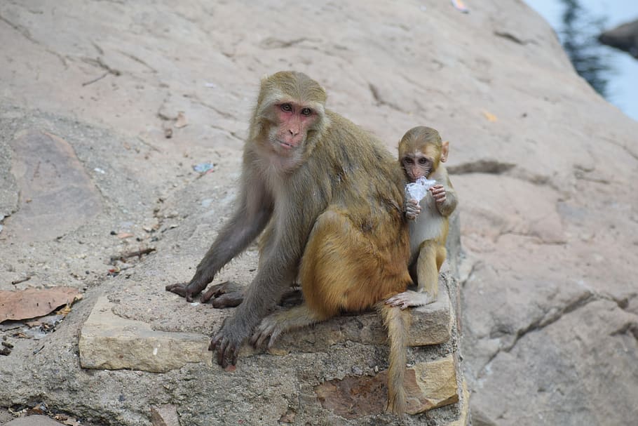 mother, monkey, baby, child, nature, mom, love, zoo, mammal, cute