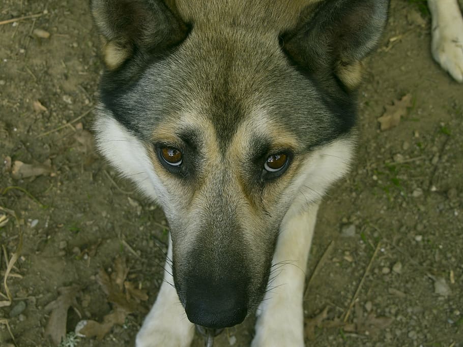 Смотрящие собаки 1. Низкий пёс уличный лайка.