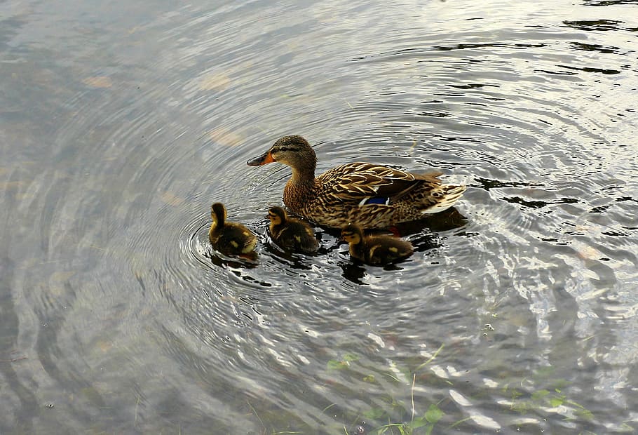mallard duck, wild birds, duck, crossword, water, water bird, pond, mother with children, animal themes, bird