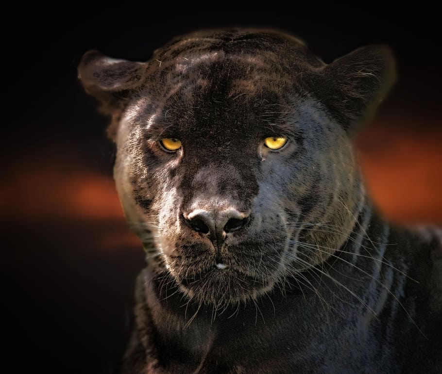 pantera negra, jaguar, negro, vida silvestre, gato, ojos, un animal, animal, temas de animales, mamífero