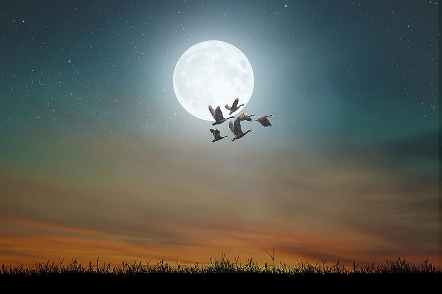 manipulation, landscape, moon, full, sky, geese, flock, birds, night, full moon