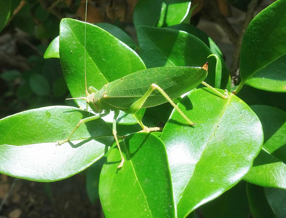 grasshopper, katydid, camouflage, leaves, green, insect, entomology, nature, leaf, bug