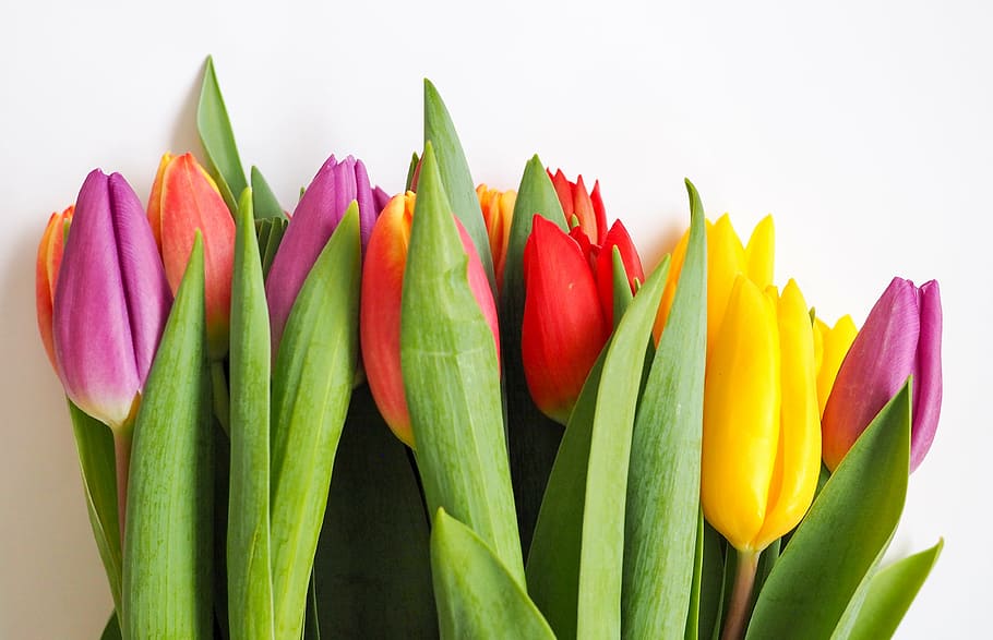 assorted-color tulip flower bouquet, green, leaf, colorful, flowers, tulip, nature, plants, bouquet, flower