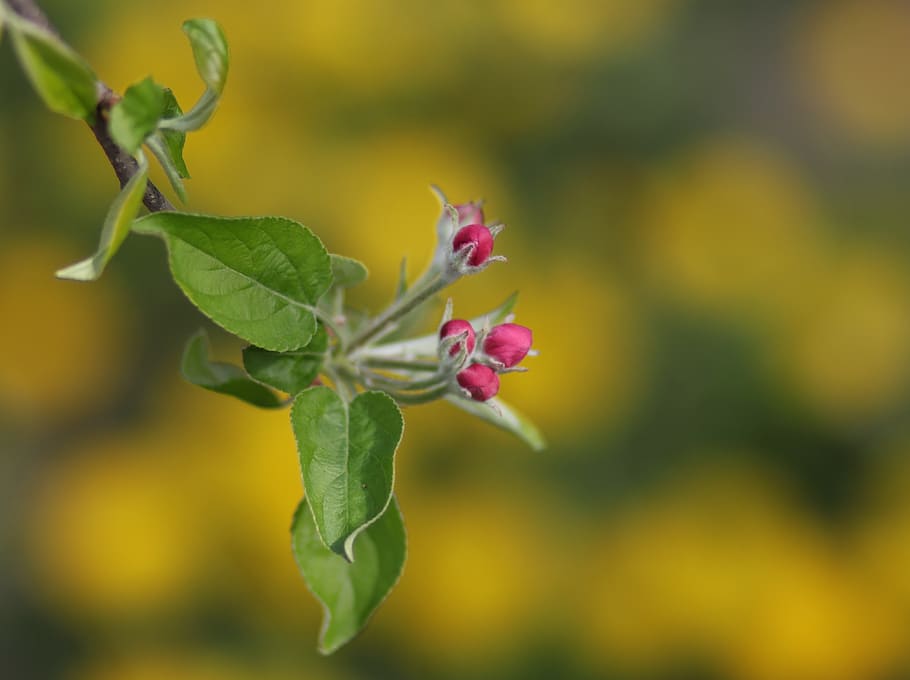 flores, rosa, marzo, árbol, fruta, casey, primavera, floreció, flor, planta floreciendo