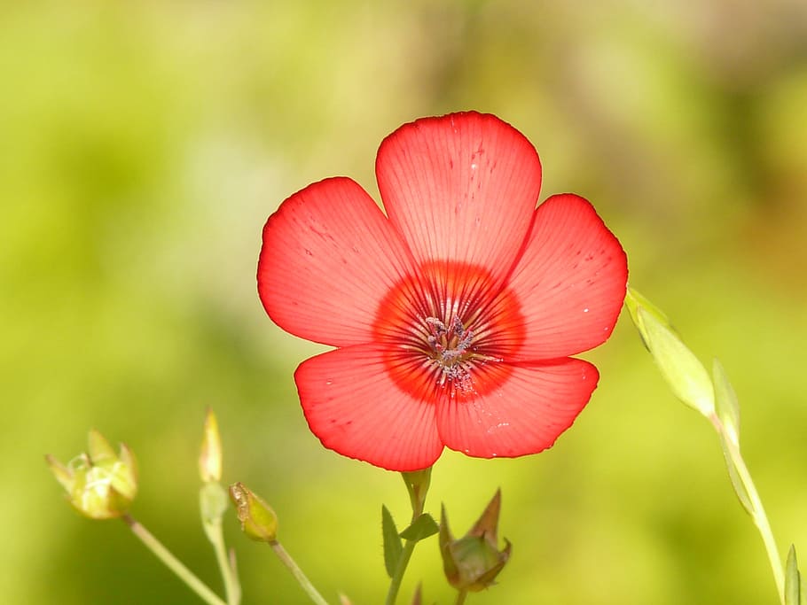 selected, focus photo, red, flower, focus, translucent, red lein, blossom, bloom, light red