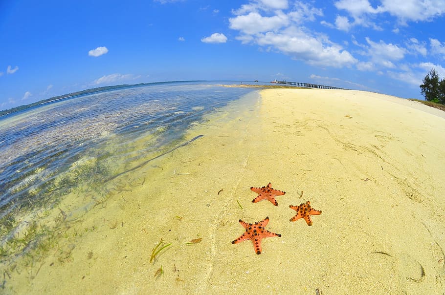 three, sea shore, three Star, Star Fish, Fish on, starfish, beach, blue, sea, ocean