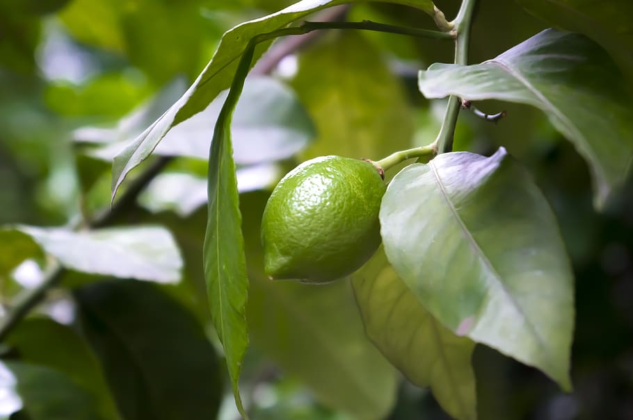 lemon, 檸檬, green, citrus, fruit tree, fruit, plant, citreae, growth ...