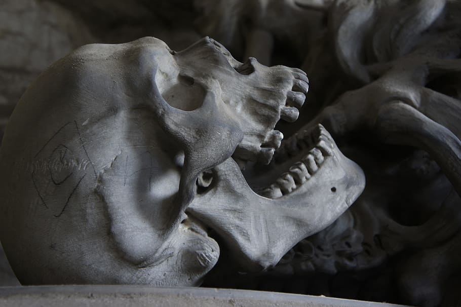 foto del cráneo humano, cráneo, cementerio, génova, dientes, hueso, morir, muerte, esqueleto, diente